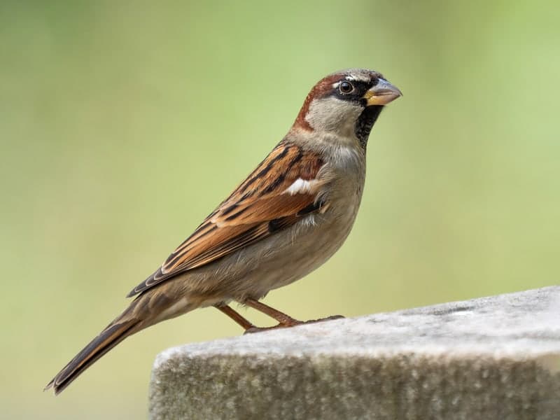 Birds — Denver wildlife & pest control