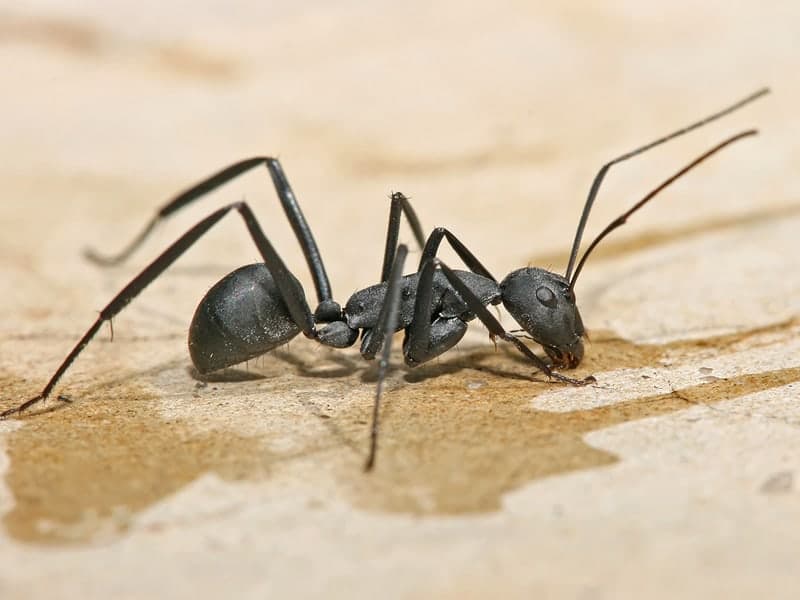 Carpenter Ants — close-up photo