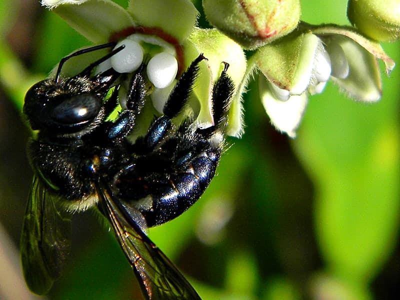 Carpenter Bees — close-up photo