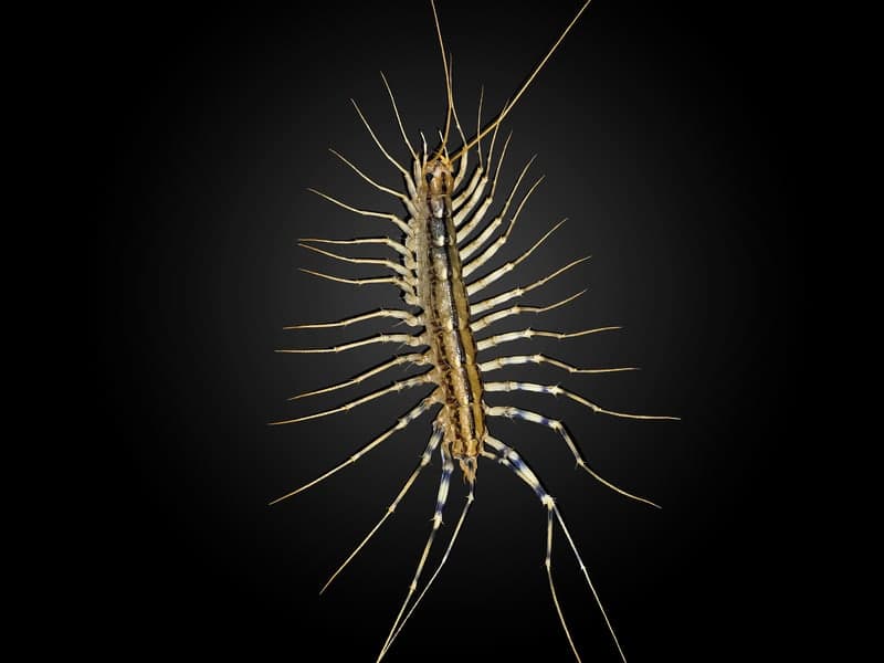 Centipedes — close-up photo