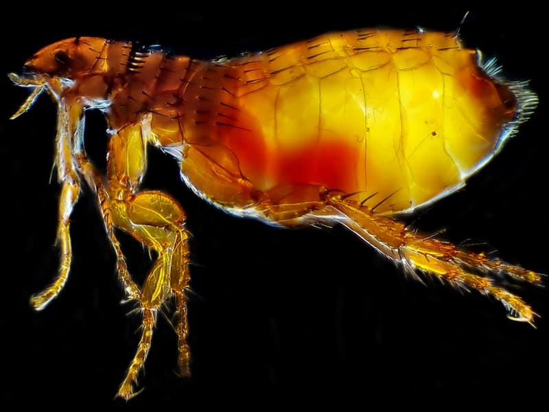 Fleas — close-up photo