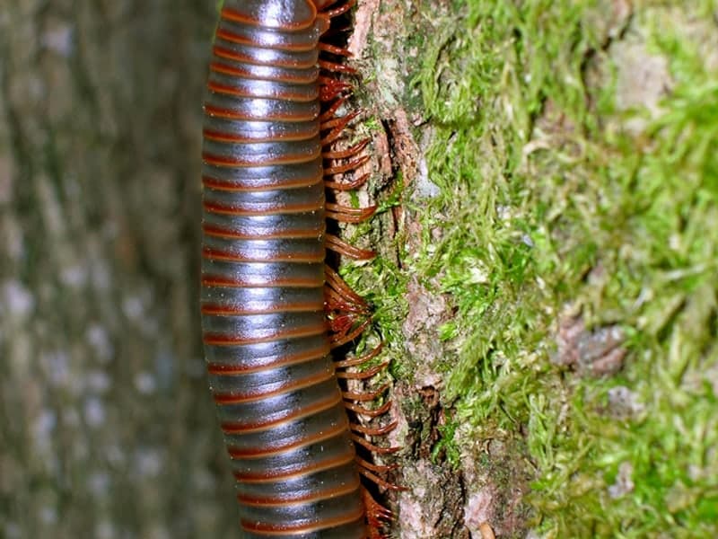 Millipedes — close-up photo