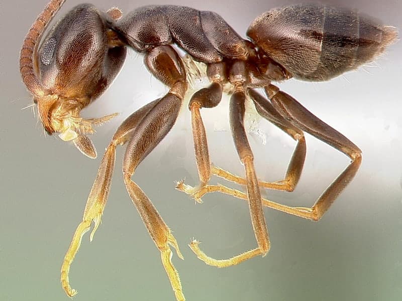 Sugar, Pavement & Black Ants — close-up photo