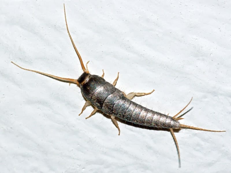 Silverfish — close-up photo