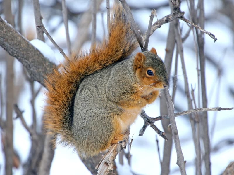 Squirrels — close-up photo
