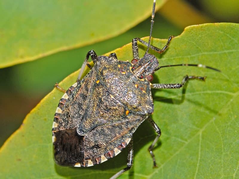 Stink Bugs — close-up photo