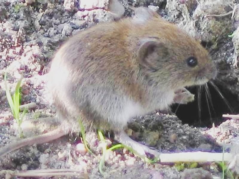 Voles — Denver wildlife & pest control