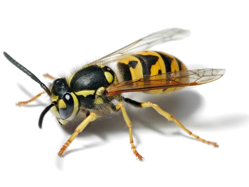Wasps & Hornets — close-up photo
