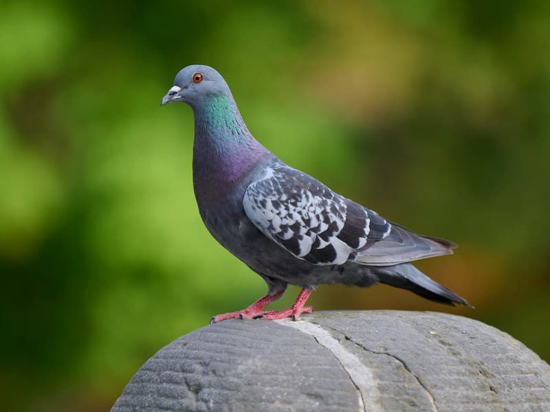 Pest Birds — Denver wildlife & pest control