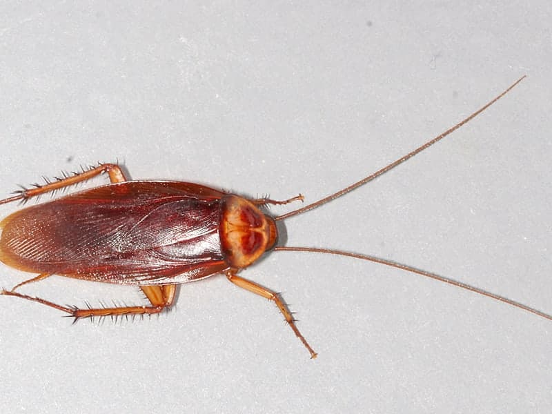 Commercial Pest Control — Denver pest control