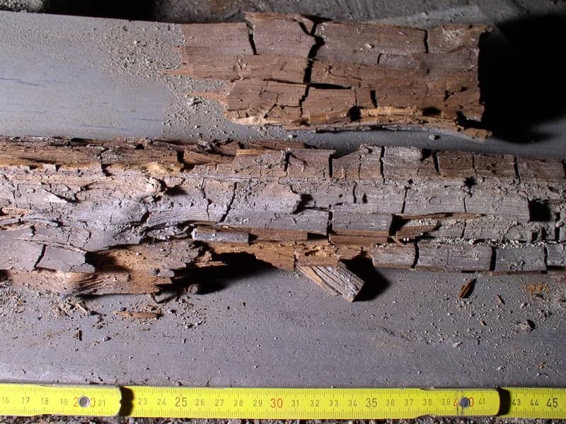 Termite Inspections — Denver pest control