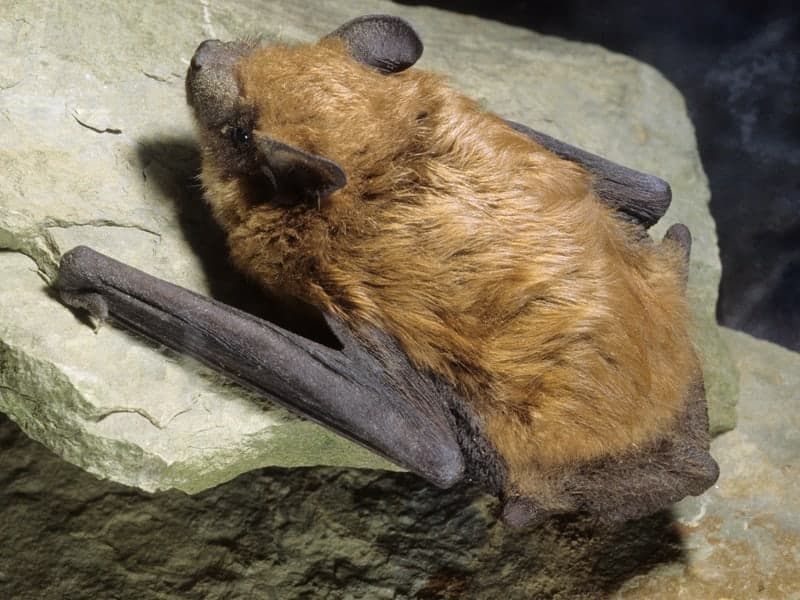 Bird, Bat & Vole Removal — Denver pest control