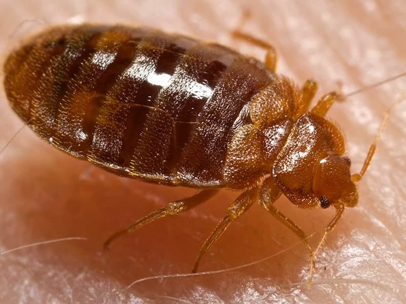 Bed Bug Treatment — Denver pest control