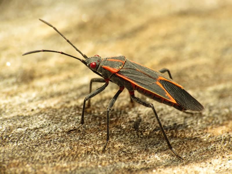Boxelder bugs gathered on a sunny wall in fall