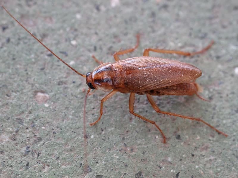 Roaches & Ants — Denver pest control