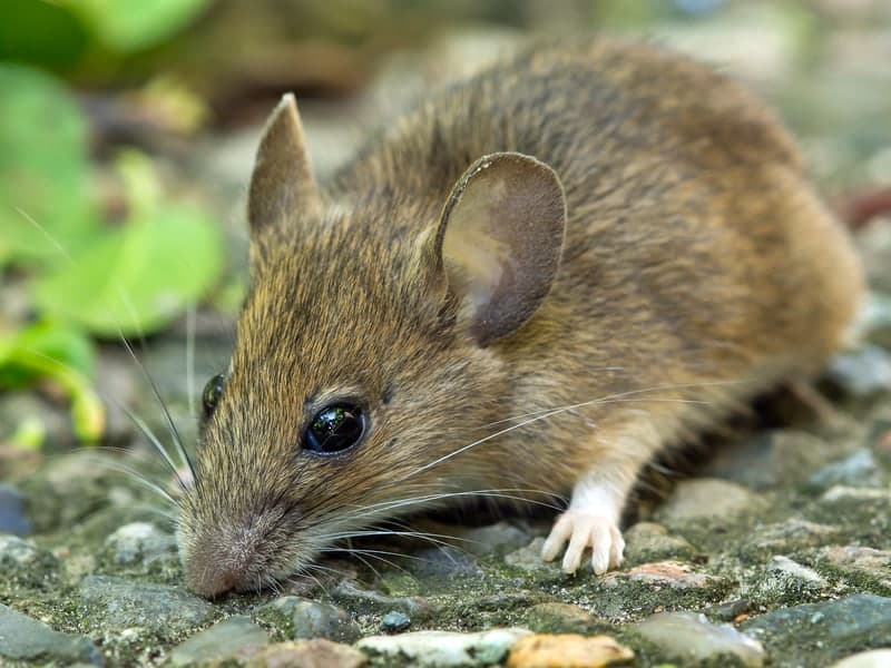 Rodent Control — Denver pest control