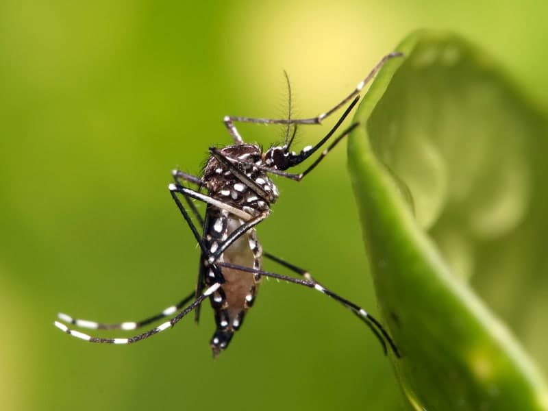 Mosquito Control — Denver pest control