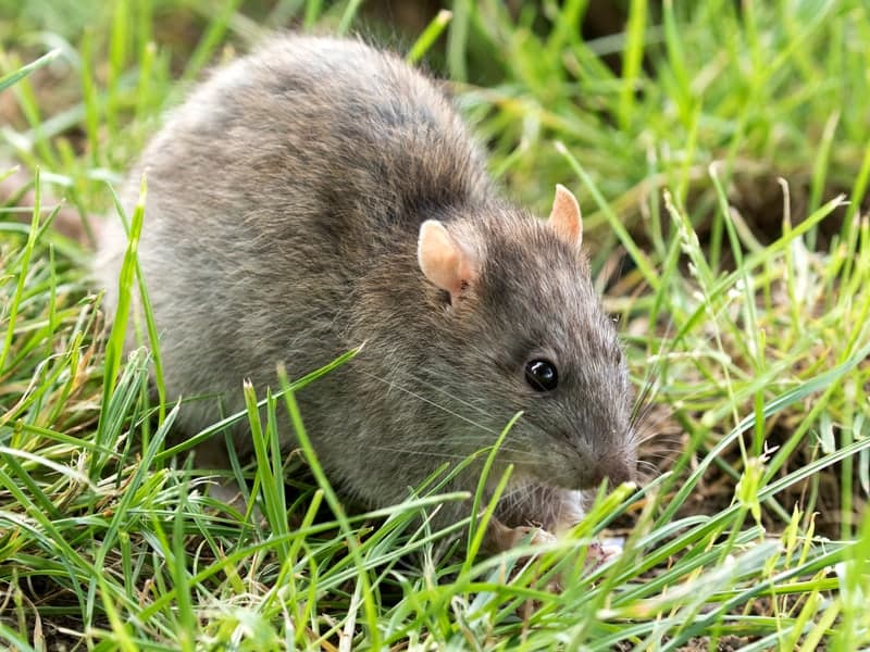 Rats — Denver wildlife & pest control