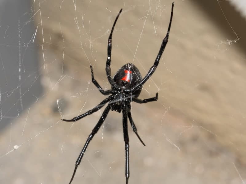 Spiders & Stinging Insects — Denver pest control
