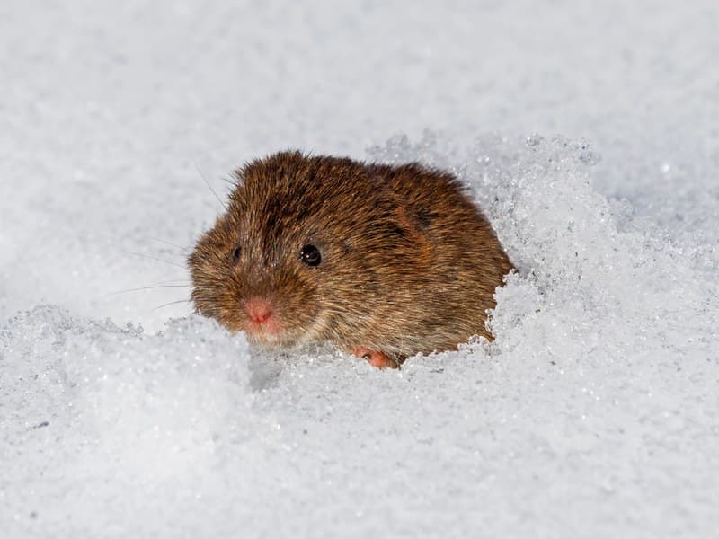 Voles — Denver wildlife & pest control